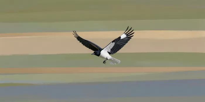 One Magpie