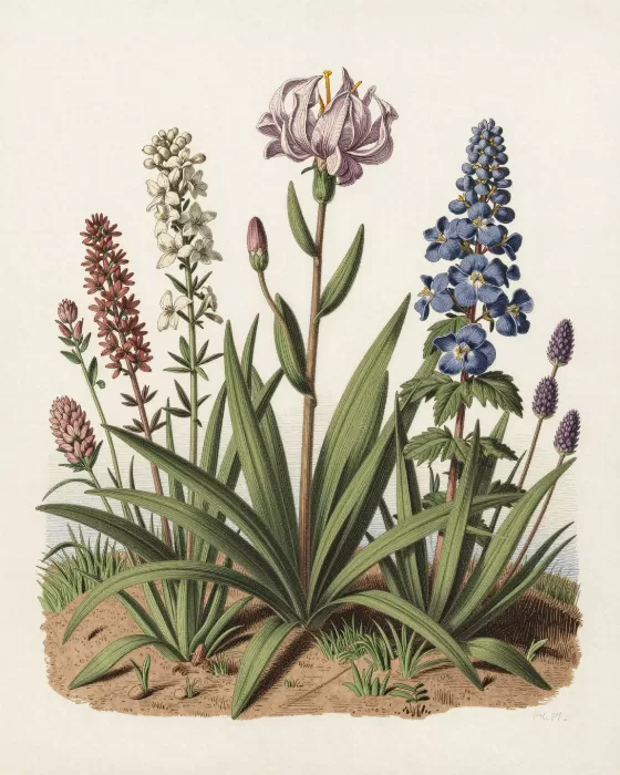 Glacier Wildflowers