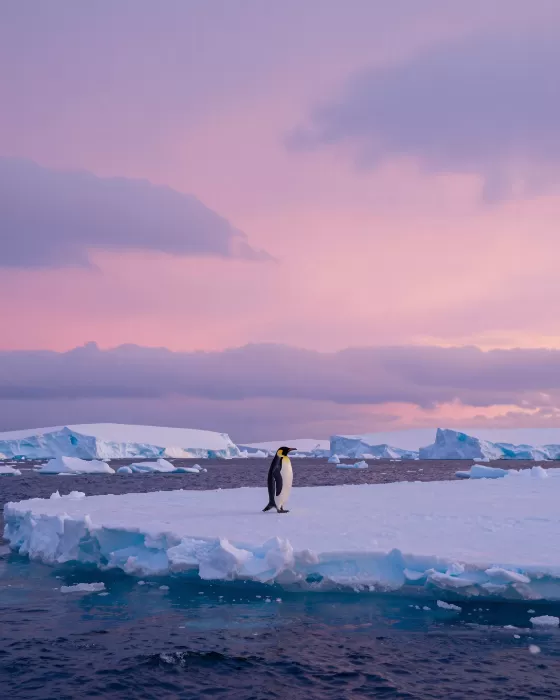 Antarctic Solitude