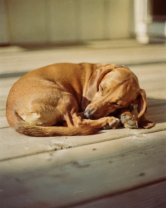 Porch Nap
