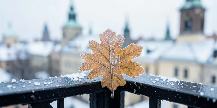 Frozen Oak