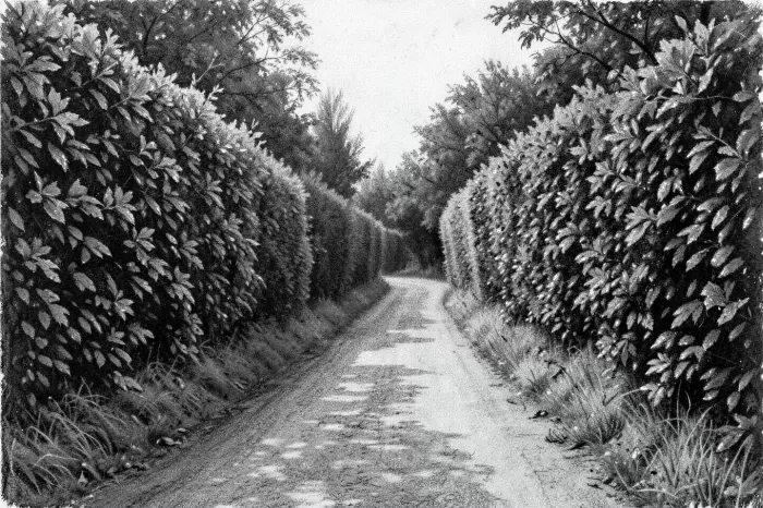 Hedgerow Lane