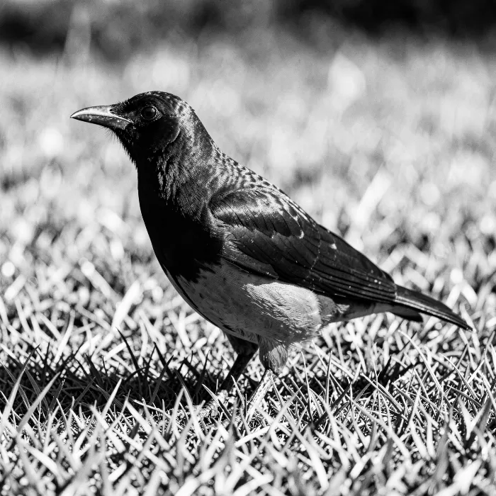 Tonal Magpie