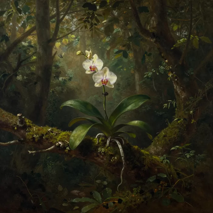 Orchid Light