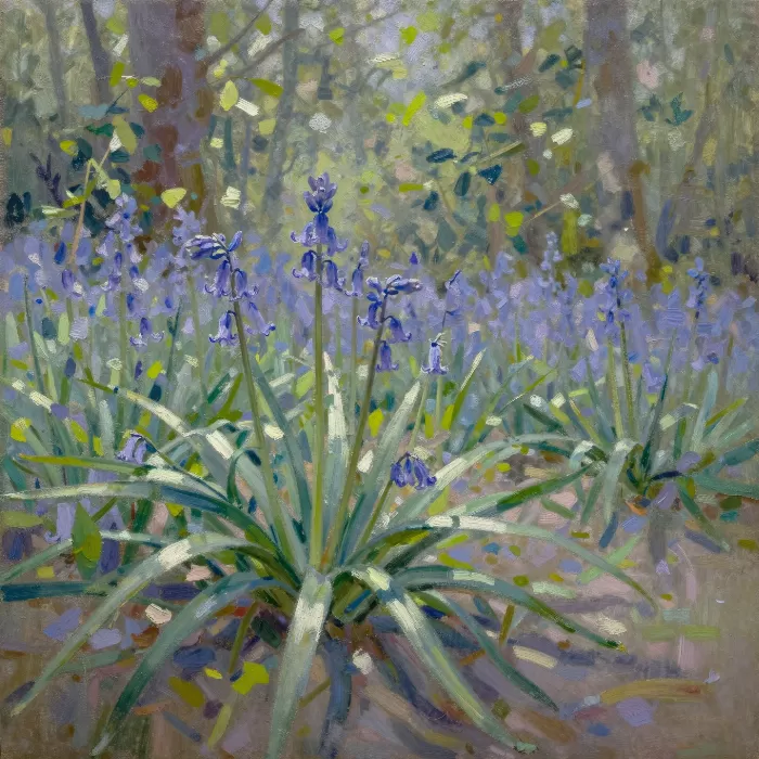 Bluebell Glade