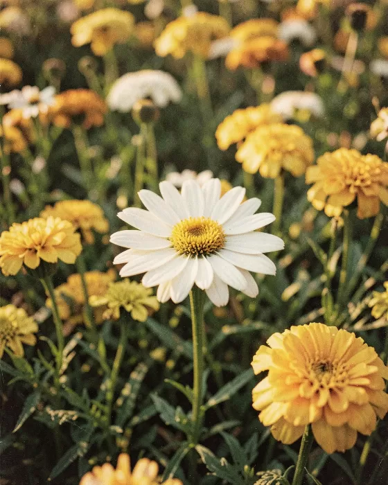 Daisy Dusk