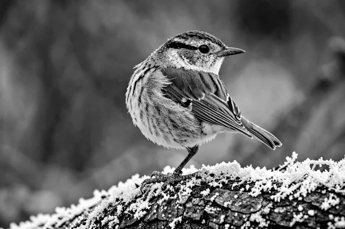 Frostbound Wren