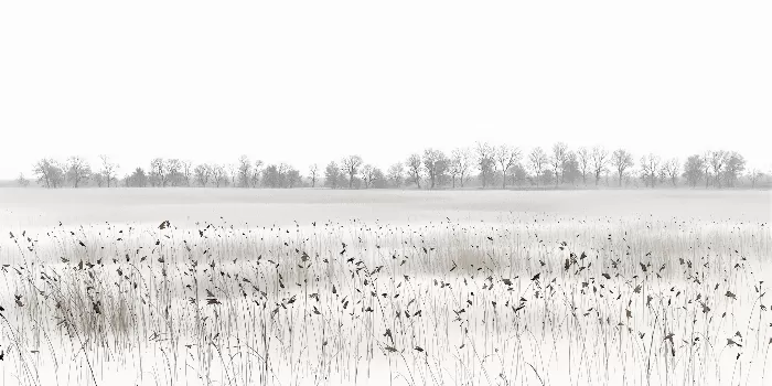Winter Calm