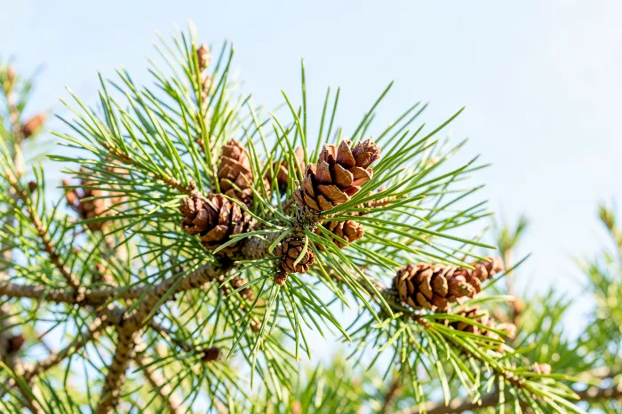 Conifer Branch