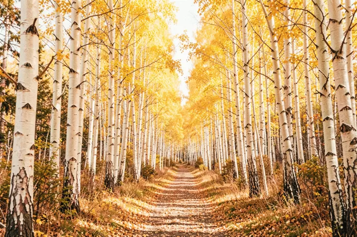 Honeyed Aspens