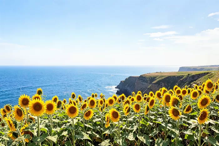 Clifftop Sunflowers
