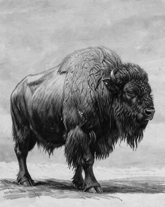 Bison Bull