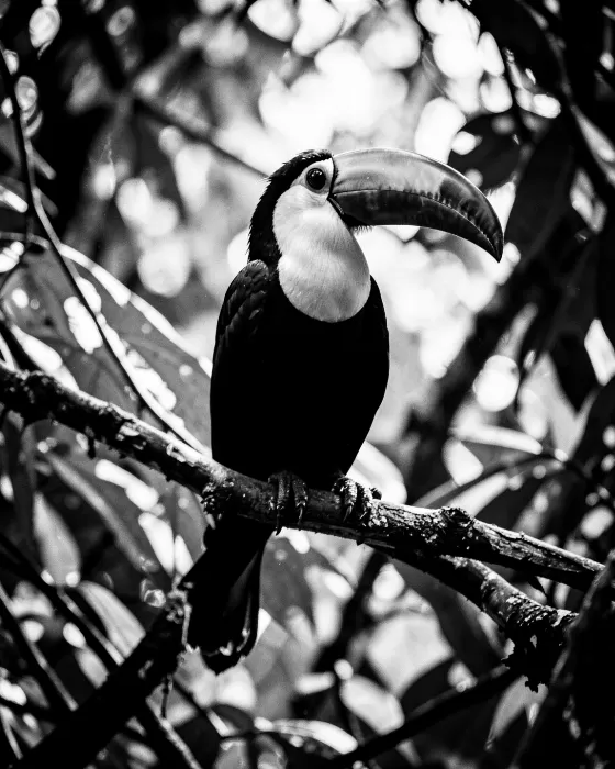 Toucan Portrait
