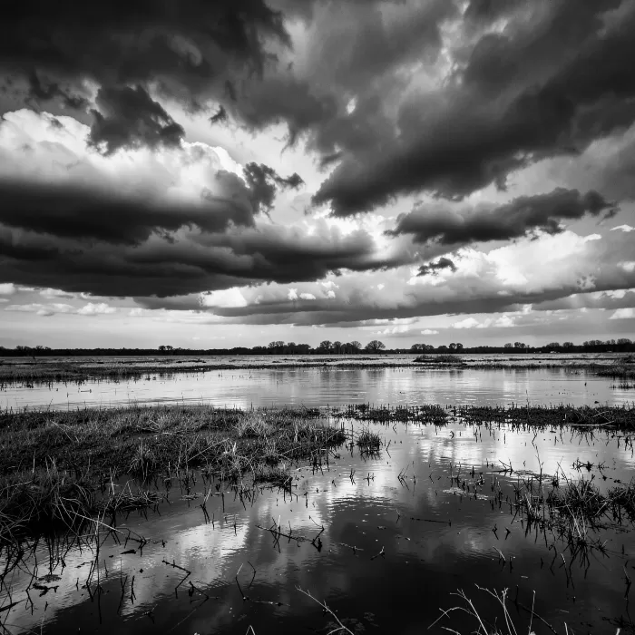 Flooded Field