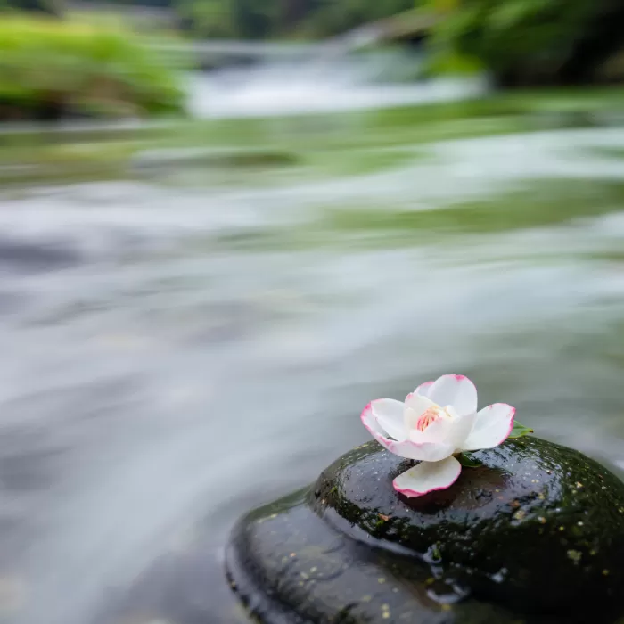 Camellia Drift