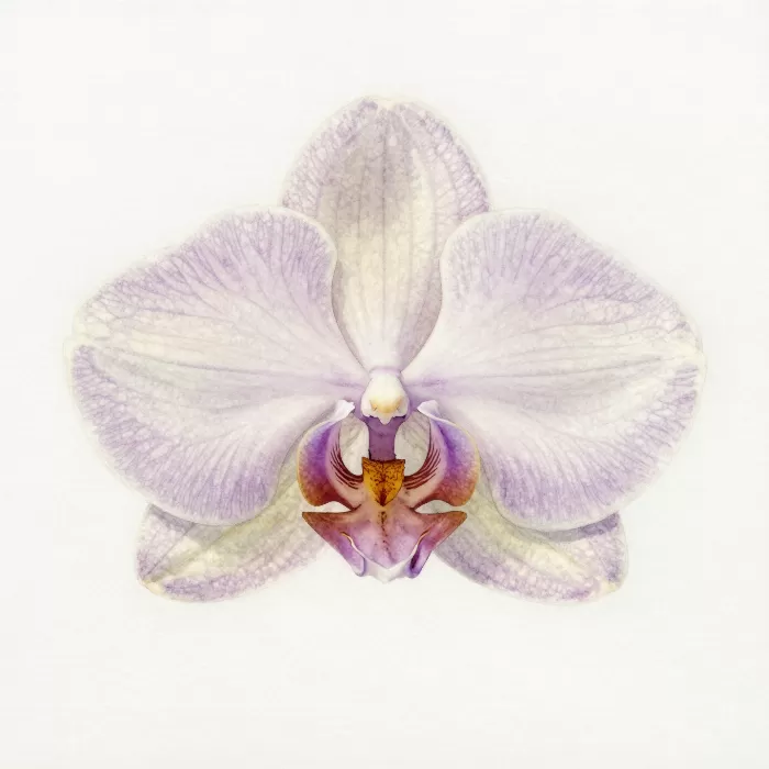 Mauve Orchid