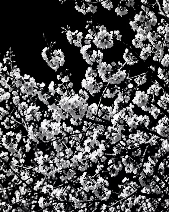 Luminous Blossom
