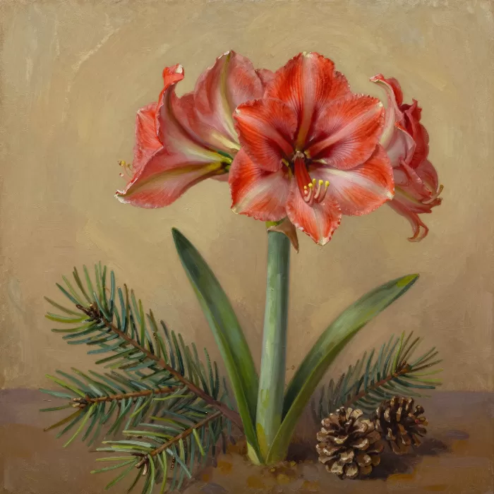 Coral Amaryllis