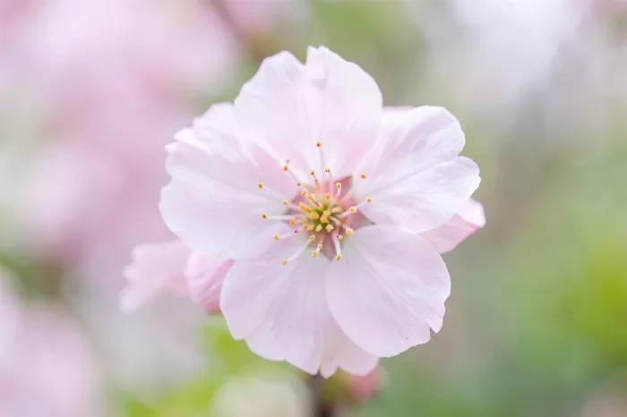 Cherry Macro