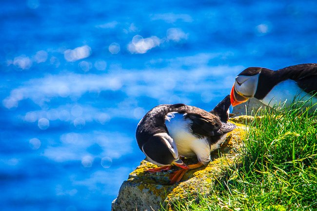 Love Birds - Newfoundland art print