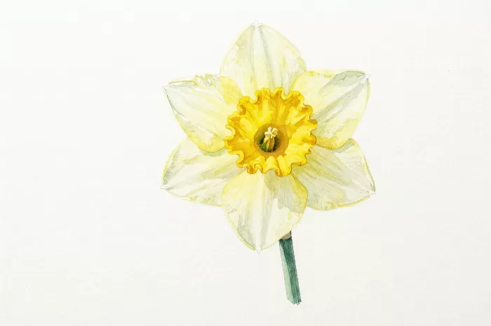Yellow Bloom