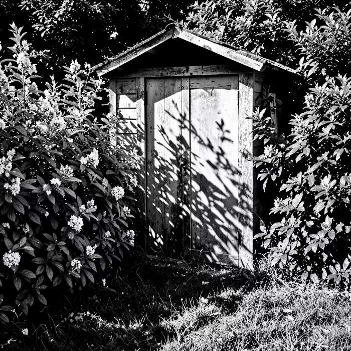 Shadowed Shed