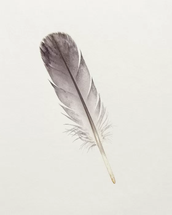Dove's Tail