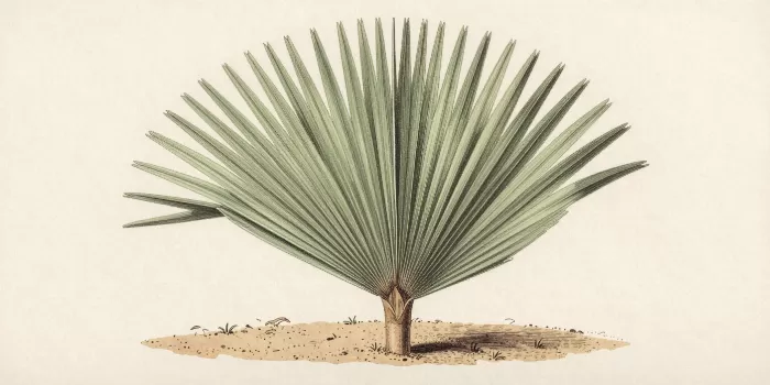 Palmetto Study