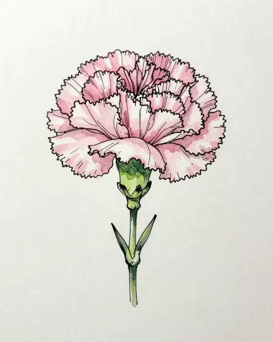 Carnation Bloom