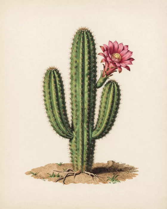 Desert Rose