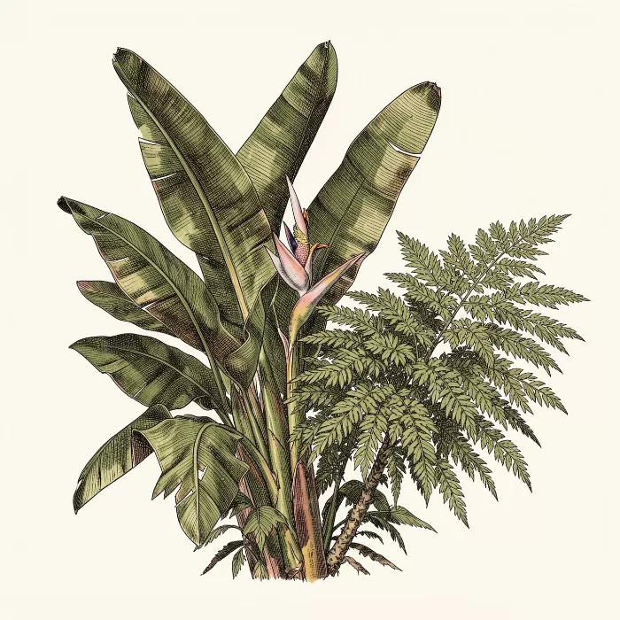 Tropical Botanicals