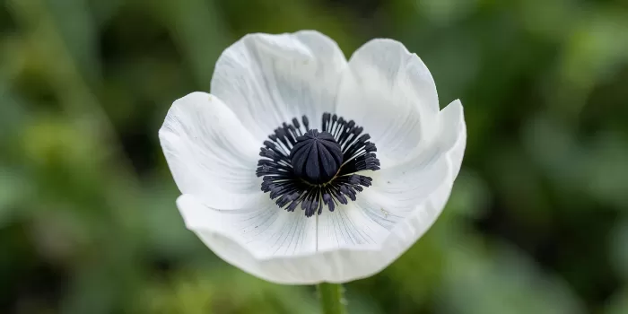 White Cup