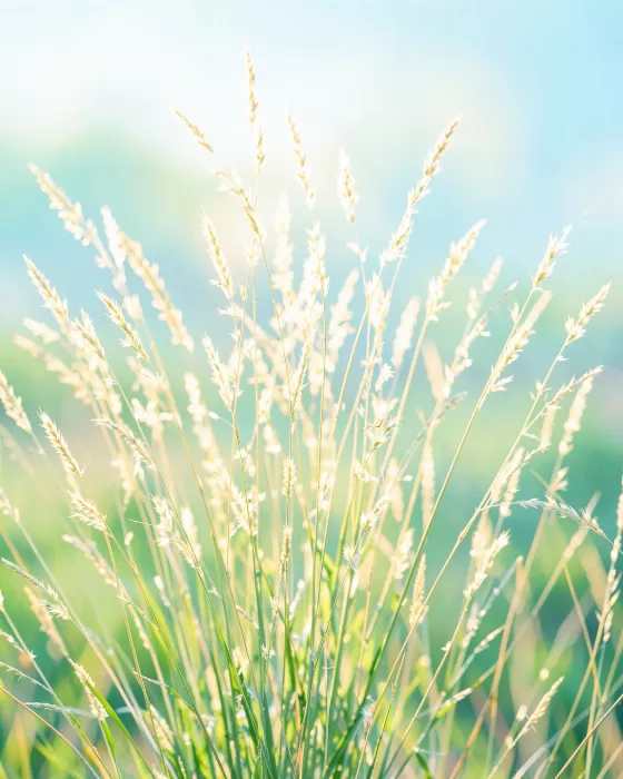 Golden Grasses