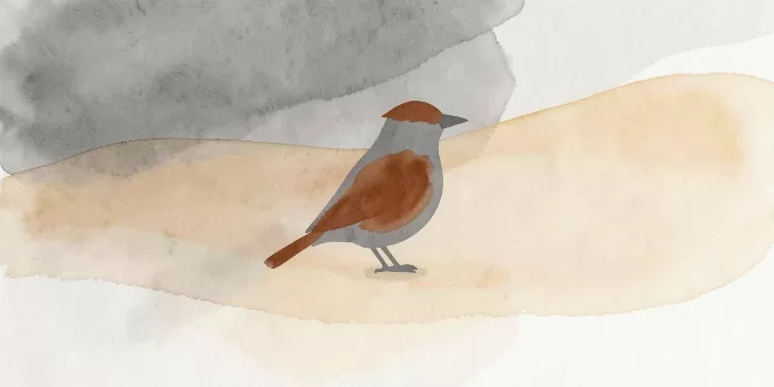 Rust Finch