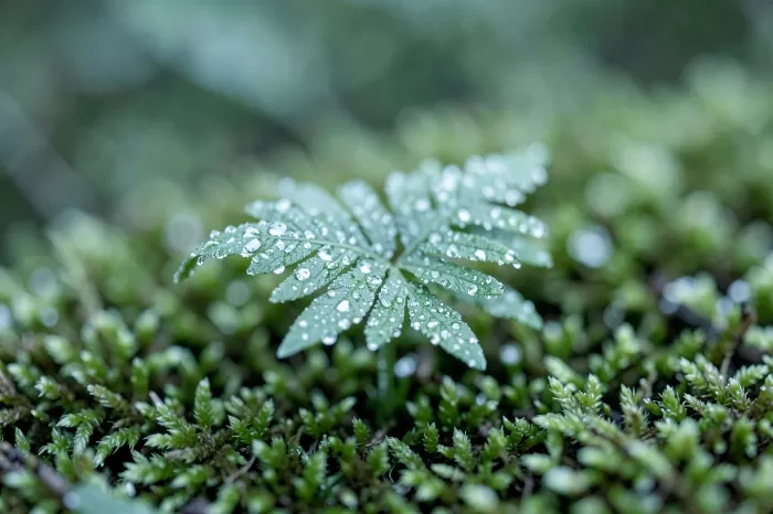 Silver Green