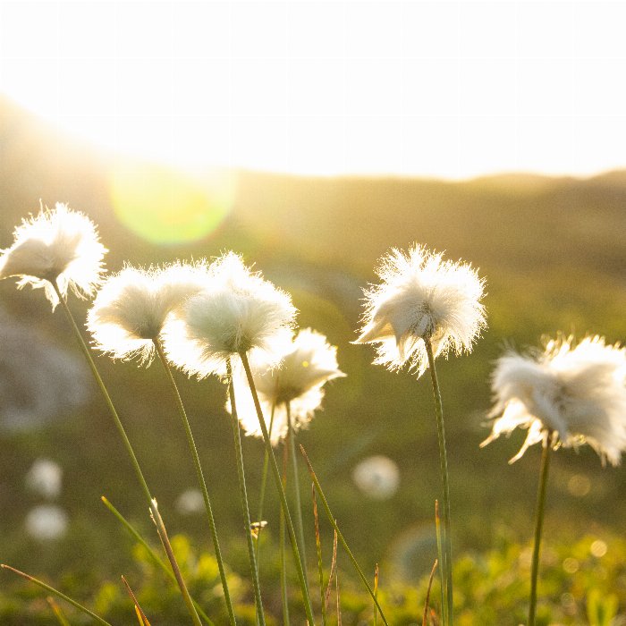 Blissful Cotton - Newfoundland art print