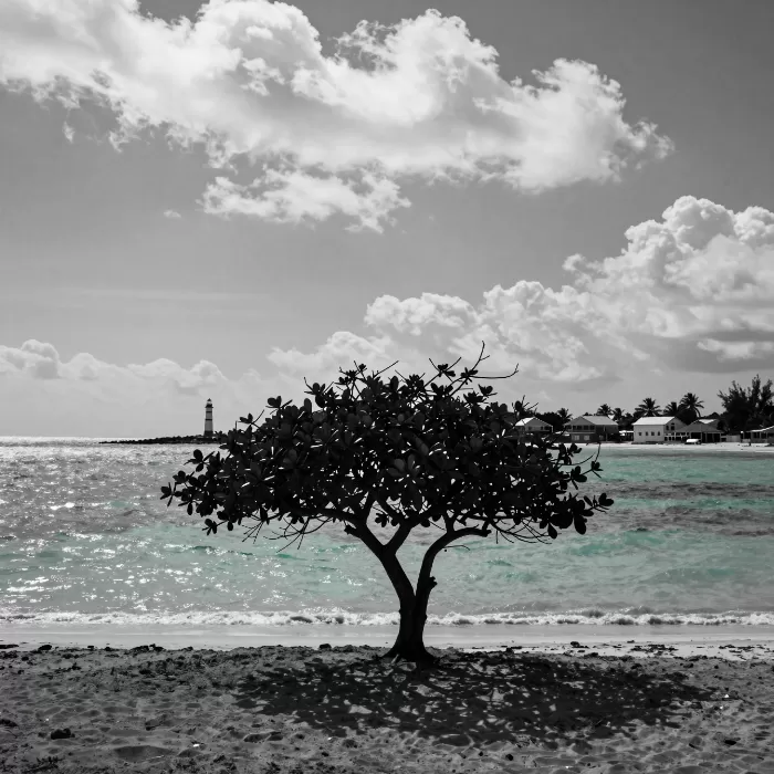 Divi Silhouette