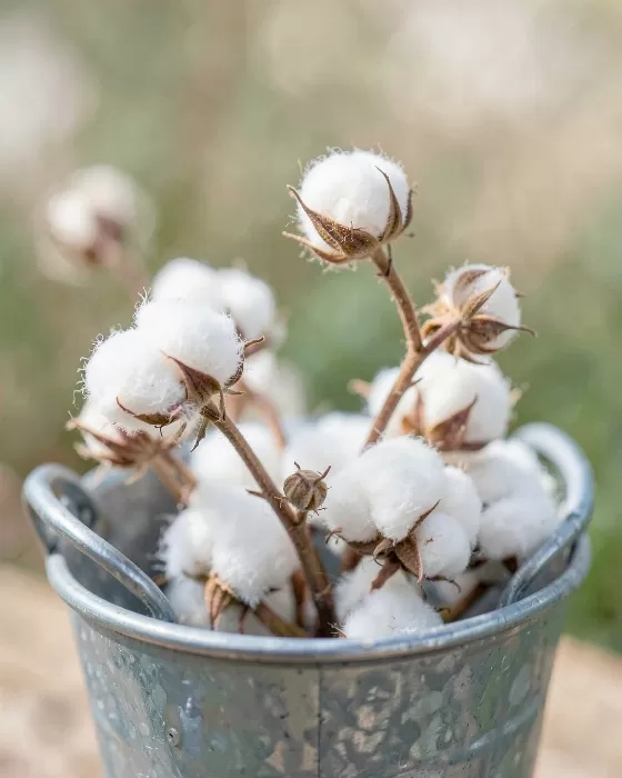 Farmhouse Cotton