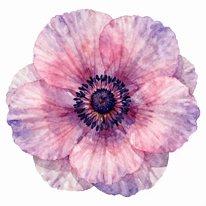 Pink Anemone