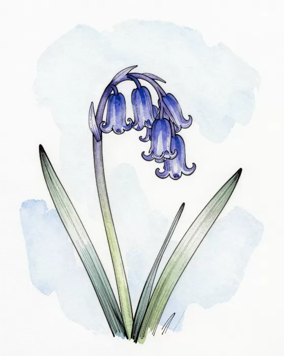 Ink Bluebell