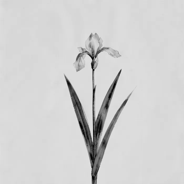 Solitary Iris