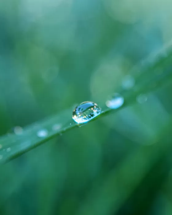 Green Drop