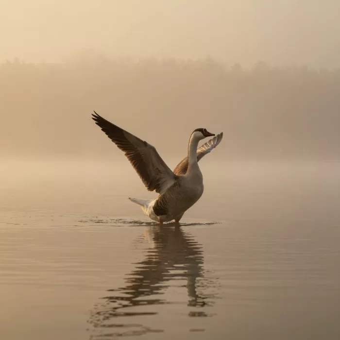 Dawn Ascension