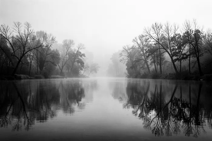 Foggy Maples