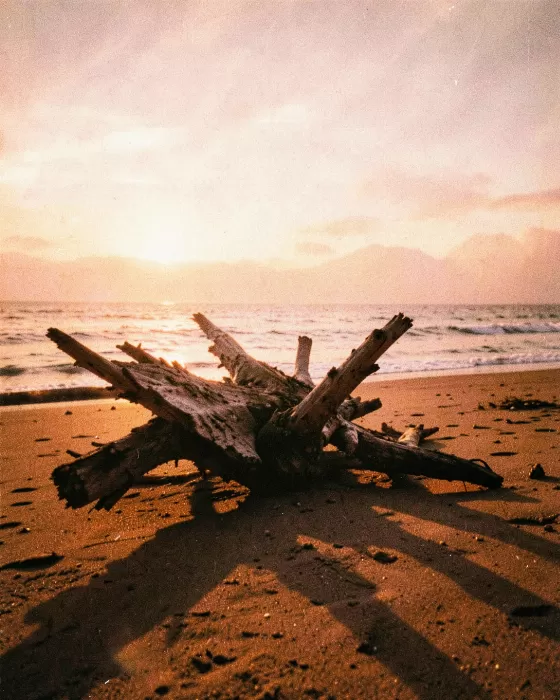 Amber Tideline