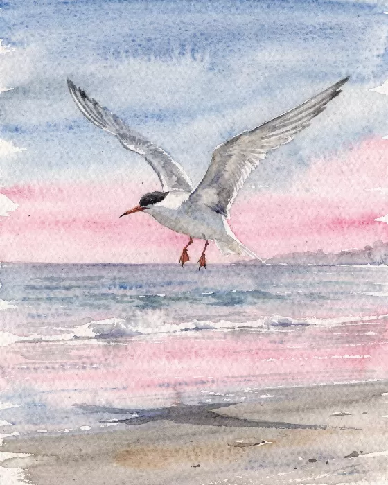 Tern Hover