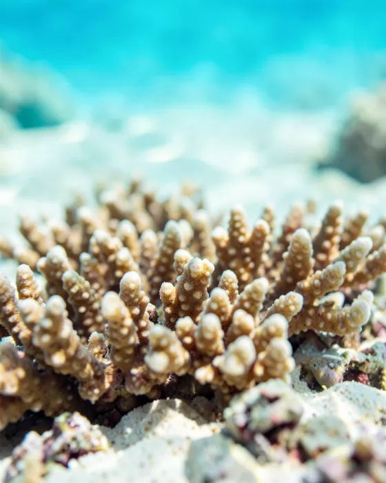 Turquoise Reef