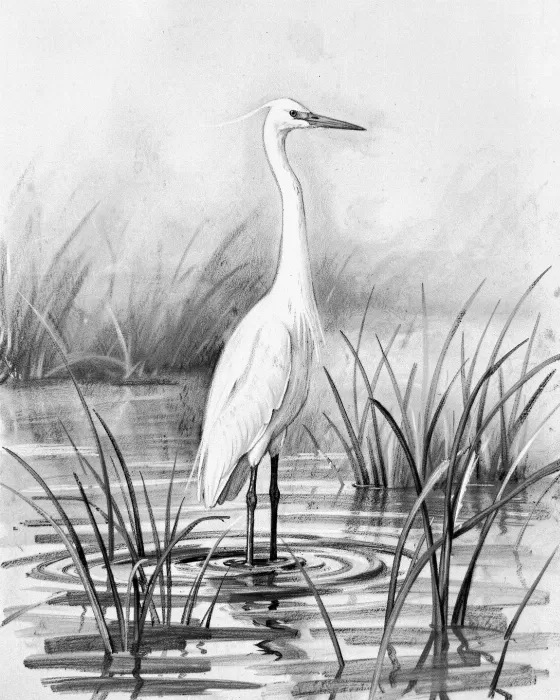 Tall Egret