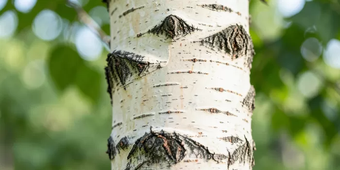 Birch Bark