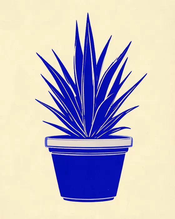 Sapphire Agave